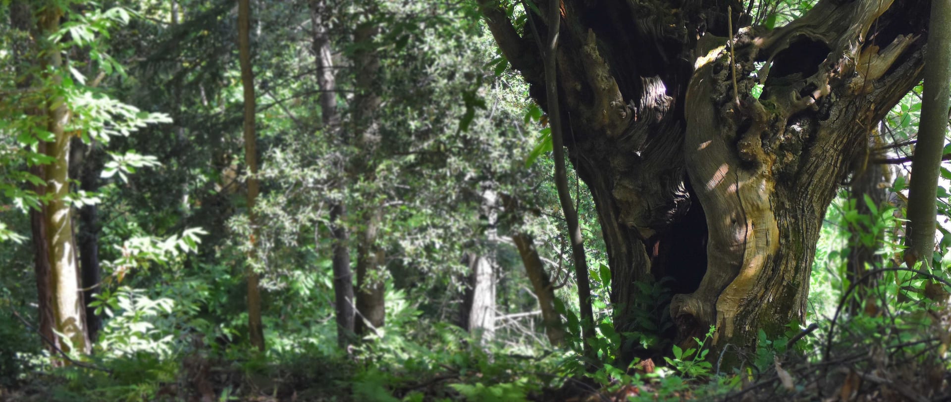 Bosc del Montseny