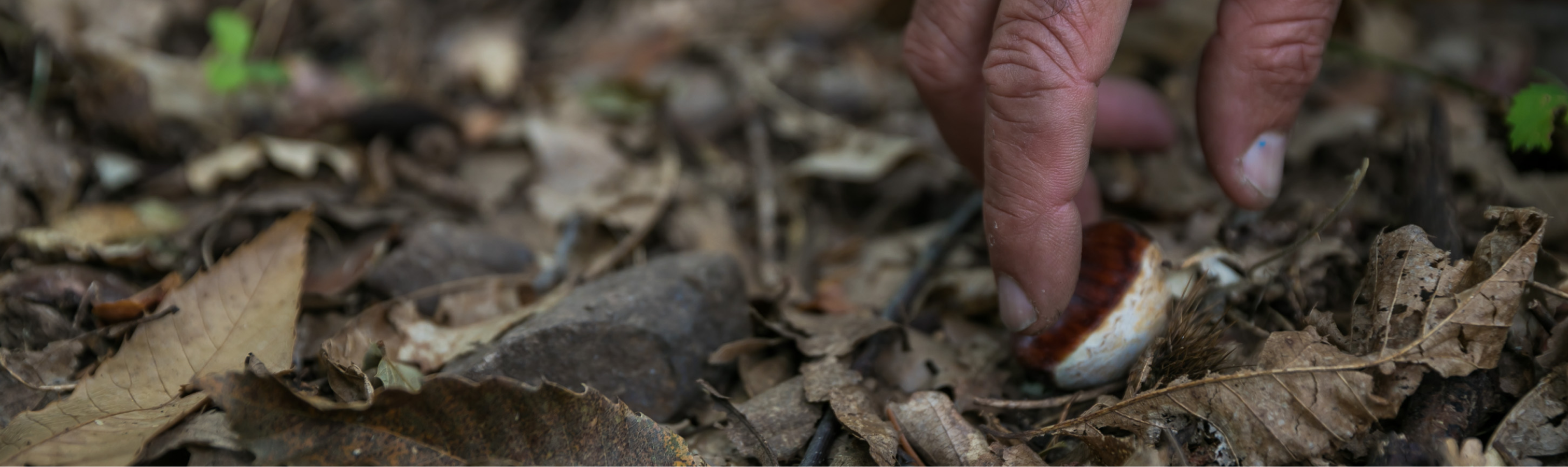 Recollida d'una castanya al bosc